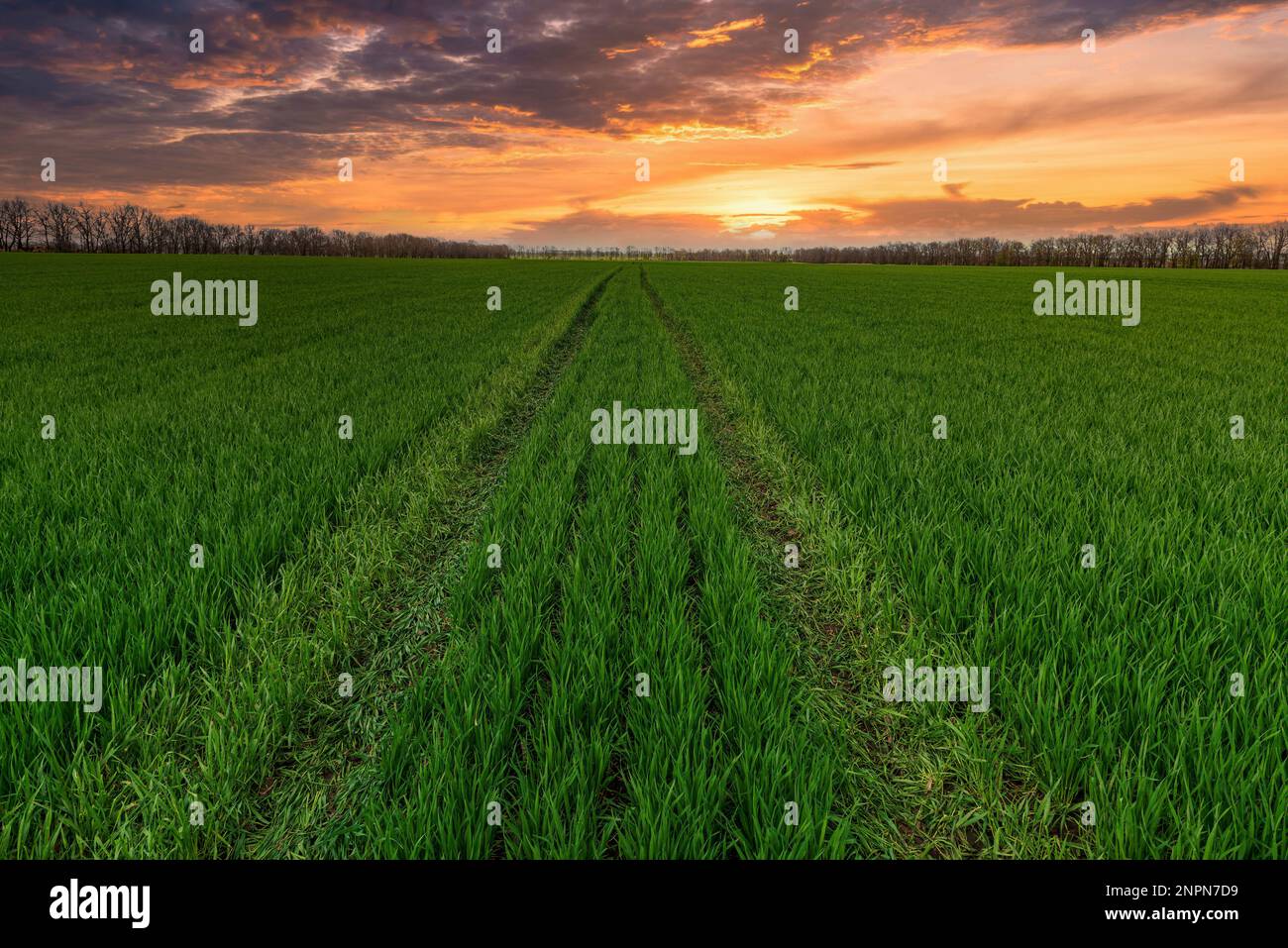 Amazing green farm field at the sunset. Green wheat field in Ukraine Stock Photo