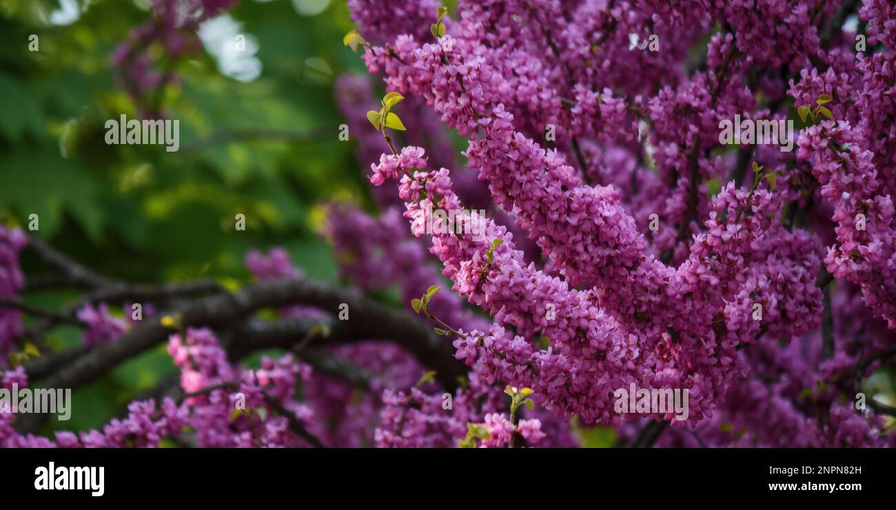 redbud tree blossom in the park. floral background in spring Stock Photo