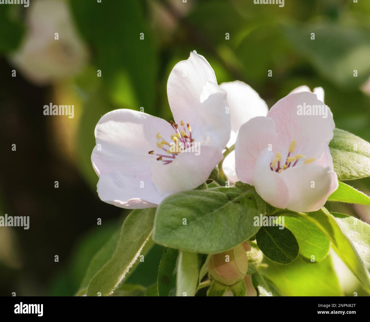 apple tree in blossom closeup. sunny weather in spring Stock Photo