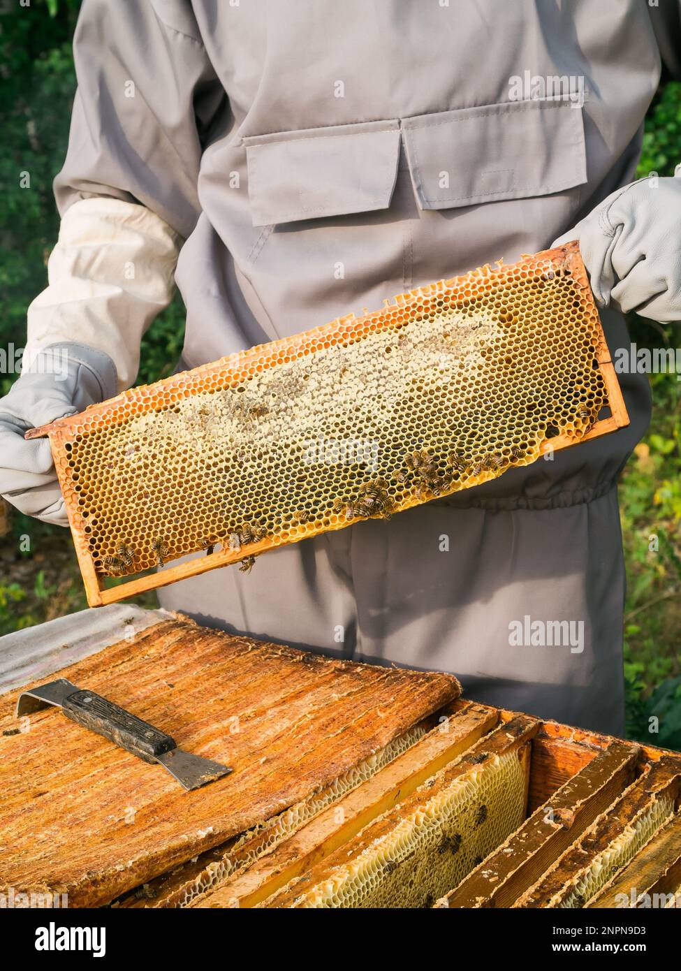 Beekeeper removing from beehive. Person in beekeeper suit