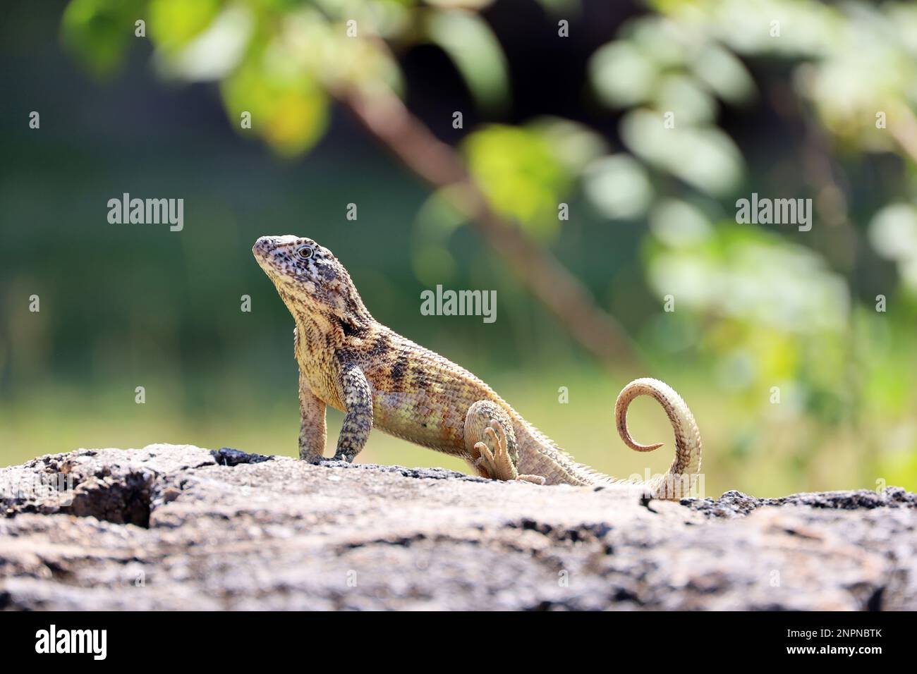 Portrait of Northern curly tail Lizard sitting on a stone on green trees background. Iguana Leiocephalus carinatus on Cuba island Stock Photo
