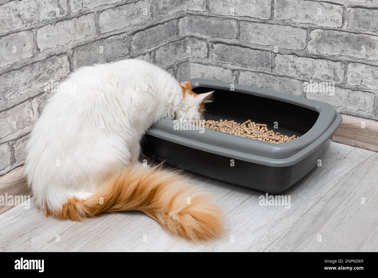 young cat sitting near the cat tray. cat goes to the toilet. toilet for
