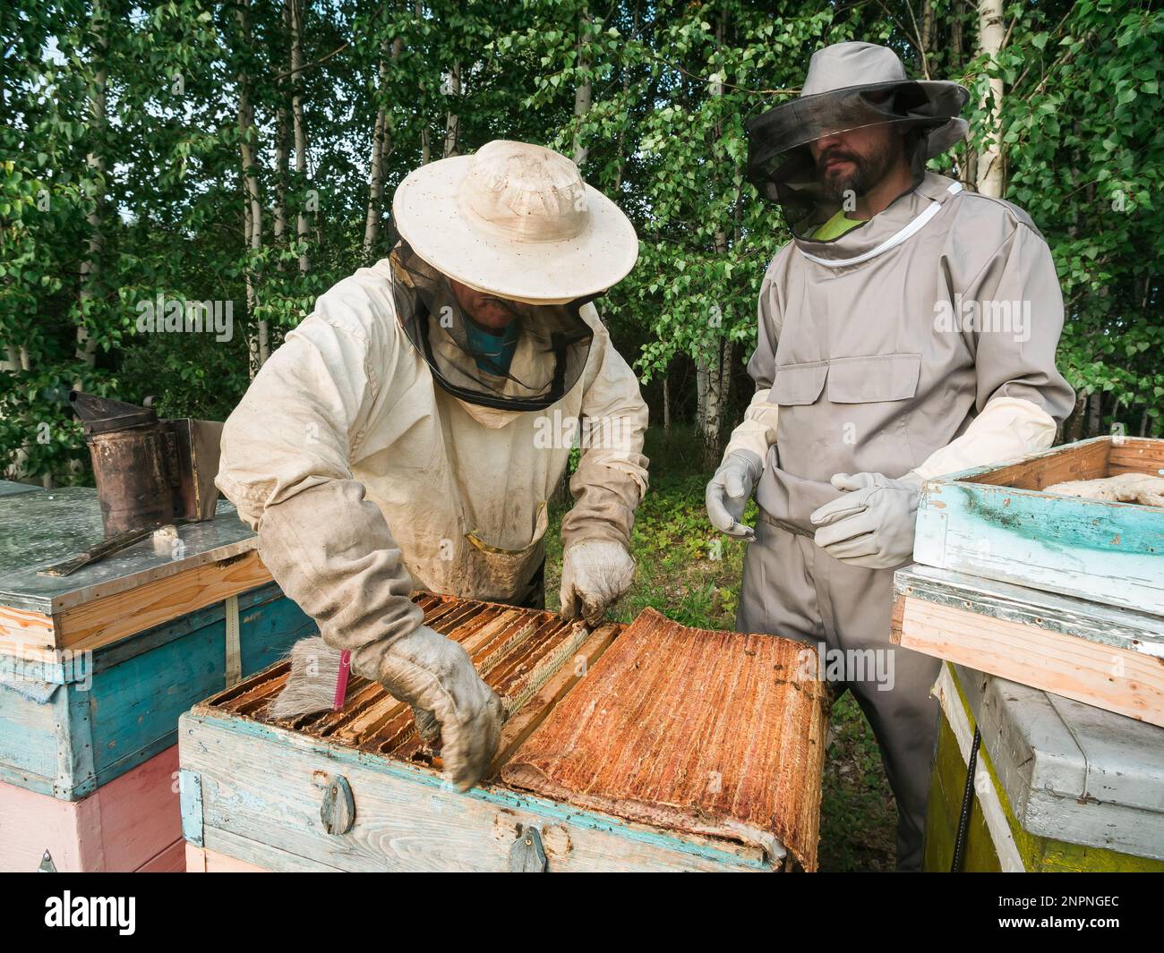 Beekeepers holds a honey cell with bees in his hands. Apiculture and ...