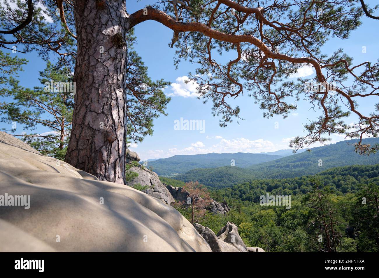 Big old pine tree growing on rocky mountain top under blue sky on ...