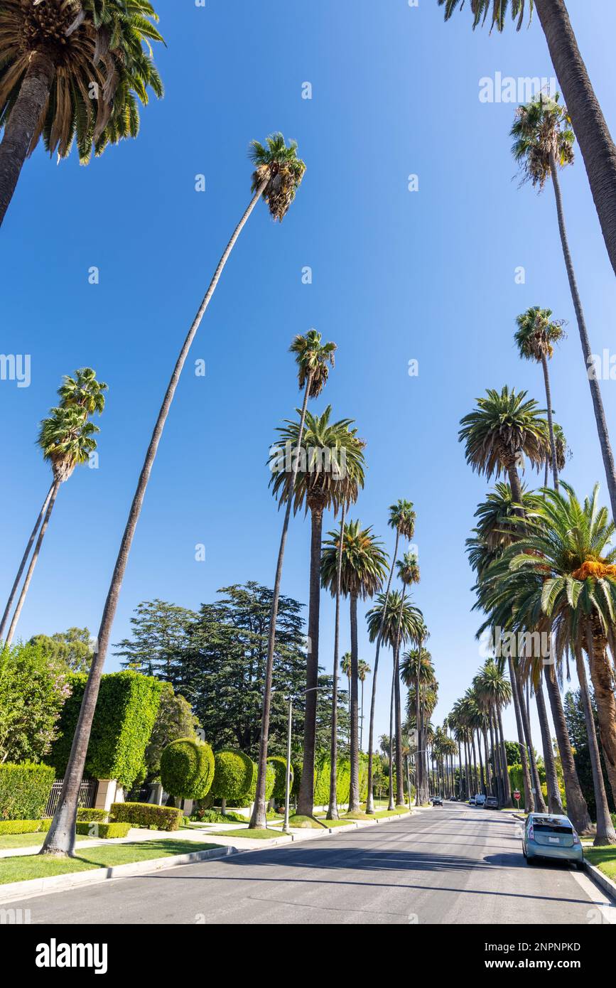 Palm trees along boulevard, Beverly Hills, Los Angeles, California, United  States of America Stock Photo - Alamy