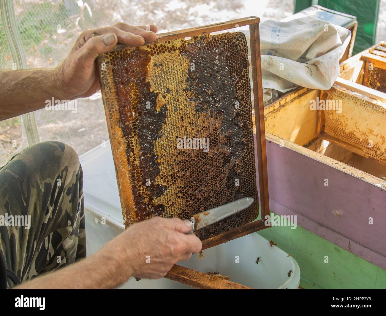 Extracting honey from concept. Close up view of beekeeper