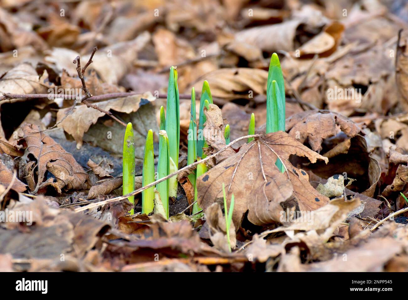 Daffodil (narcissus), close up showing a cluster of new shoots pushing