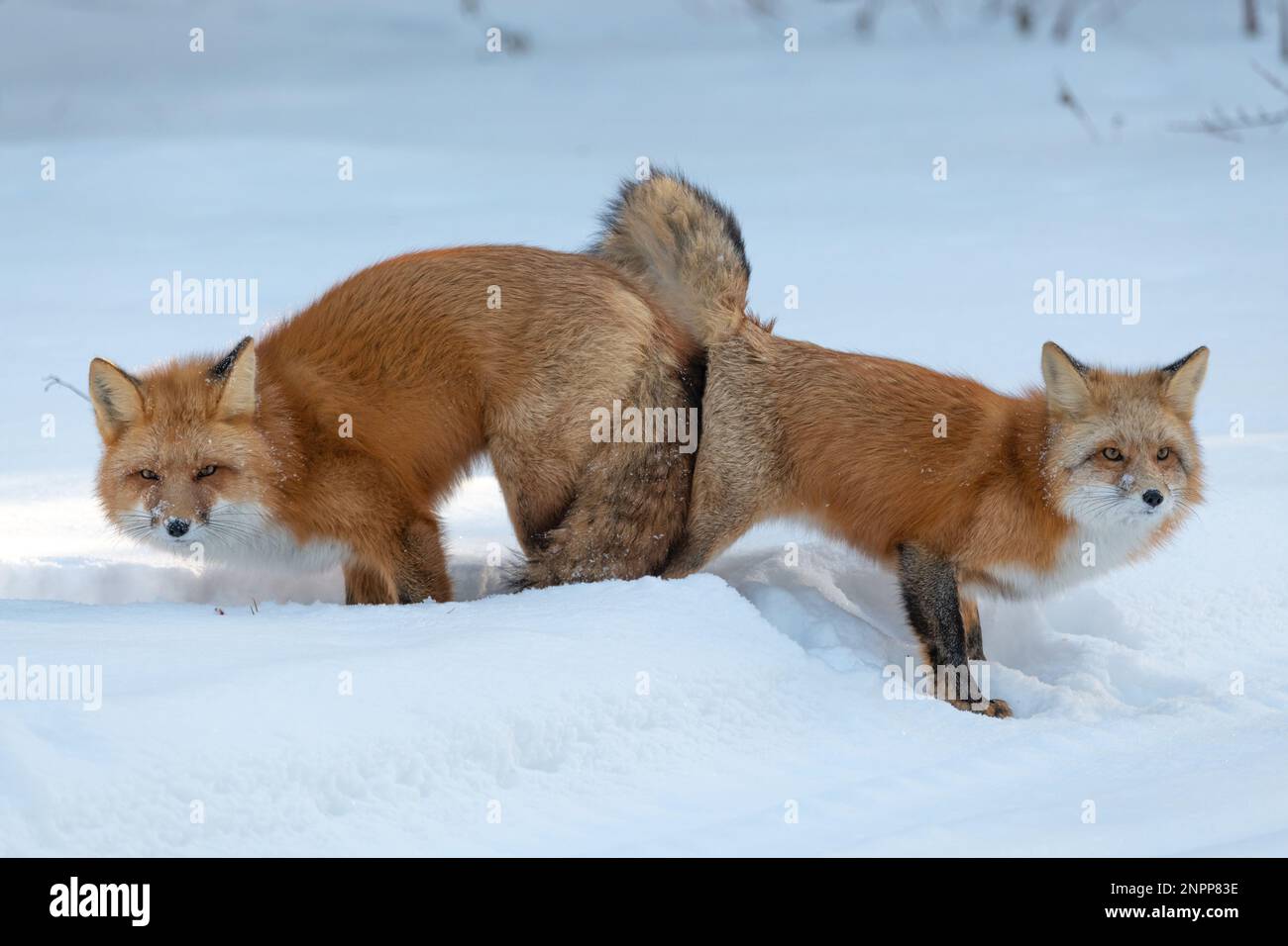 Two (male female Vulpes) Red Foxes seen in mating position stance