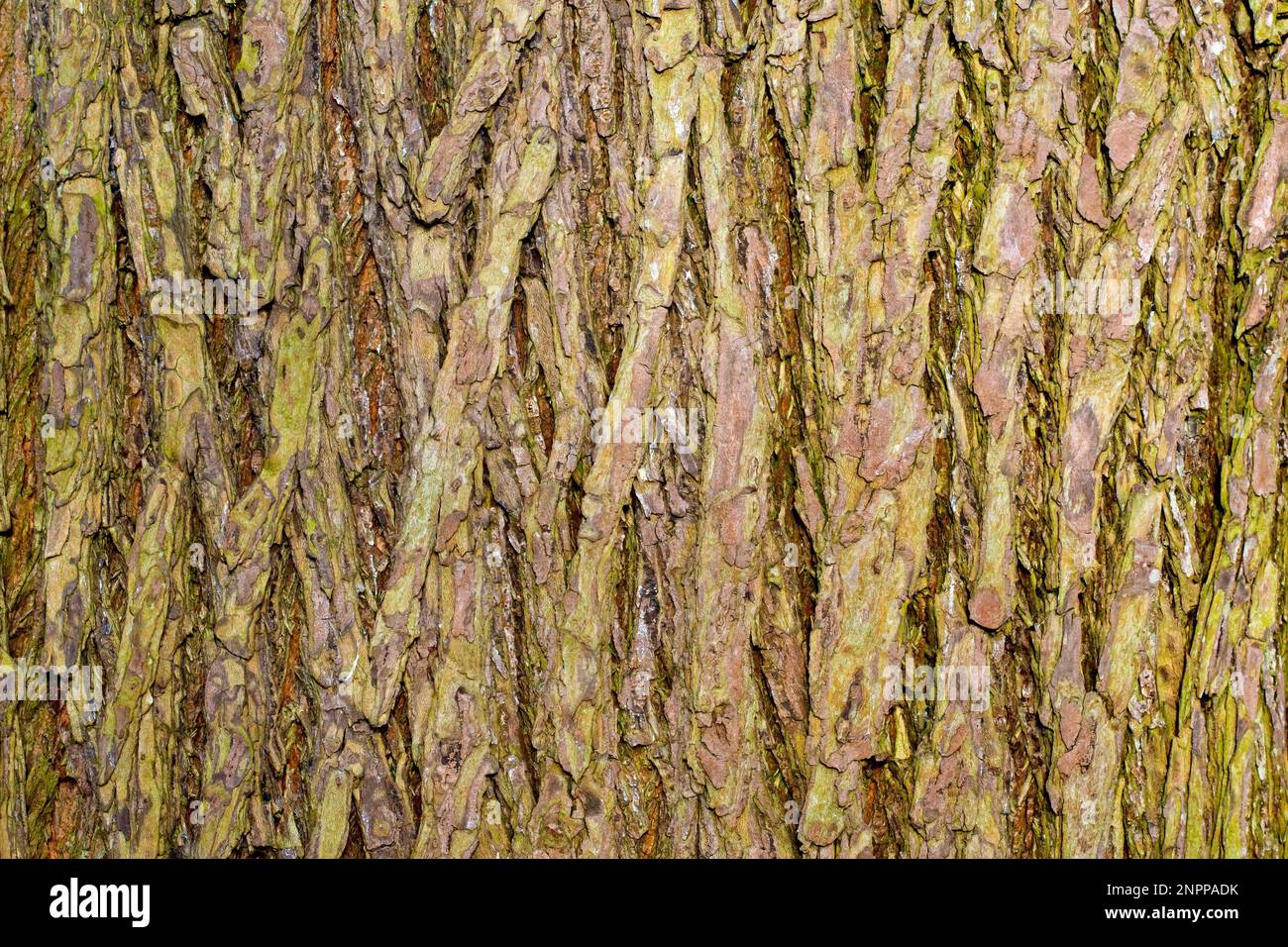 Wych Elm (ulmus glabra), close up showing the detail and textures in the bark of a mature tree. Stock Photo