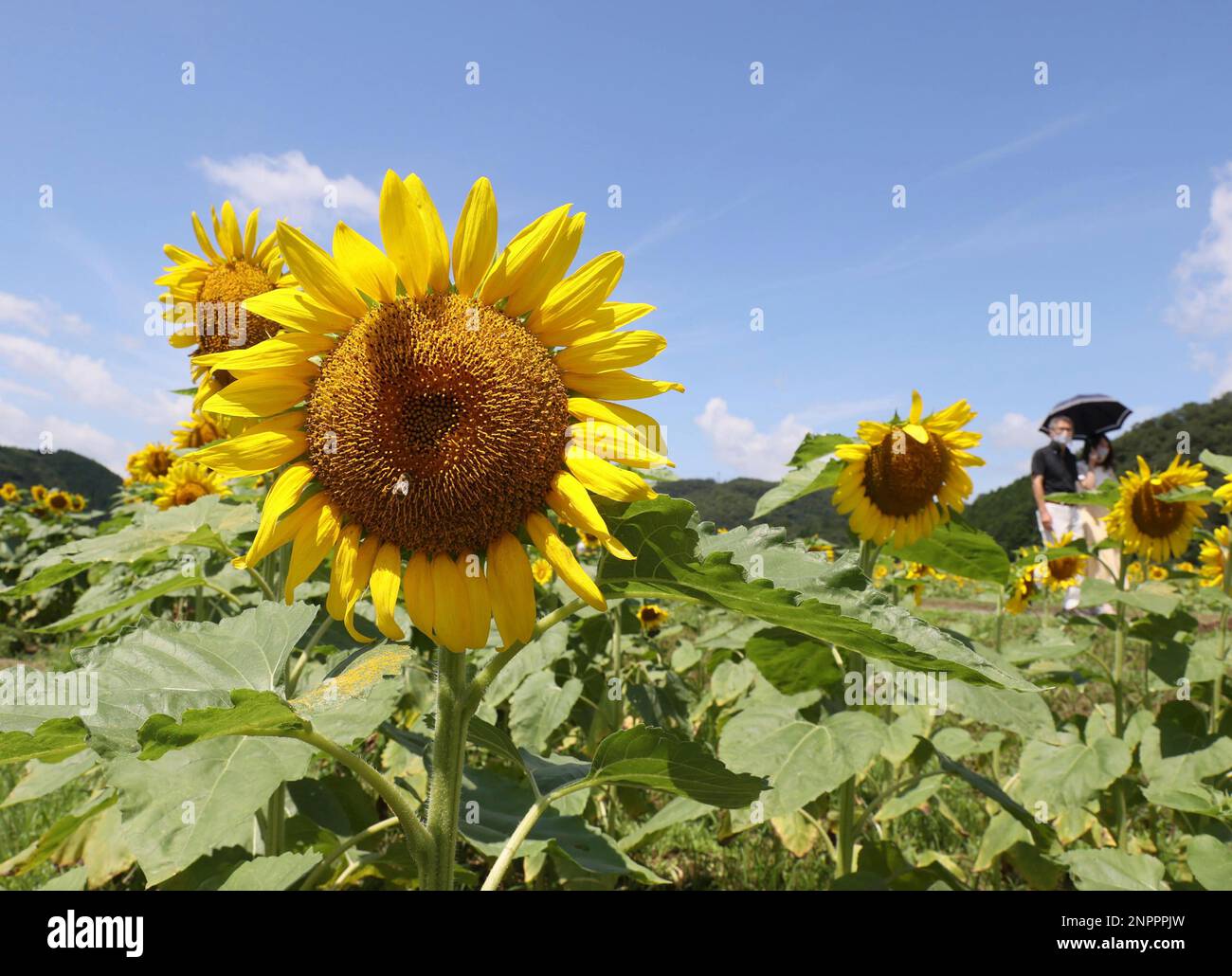 Seven hundred thousands of sunfowers are full bloom at a farm in Sayo