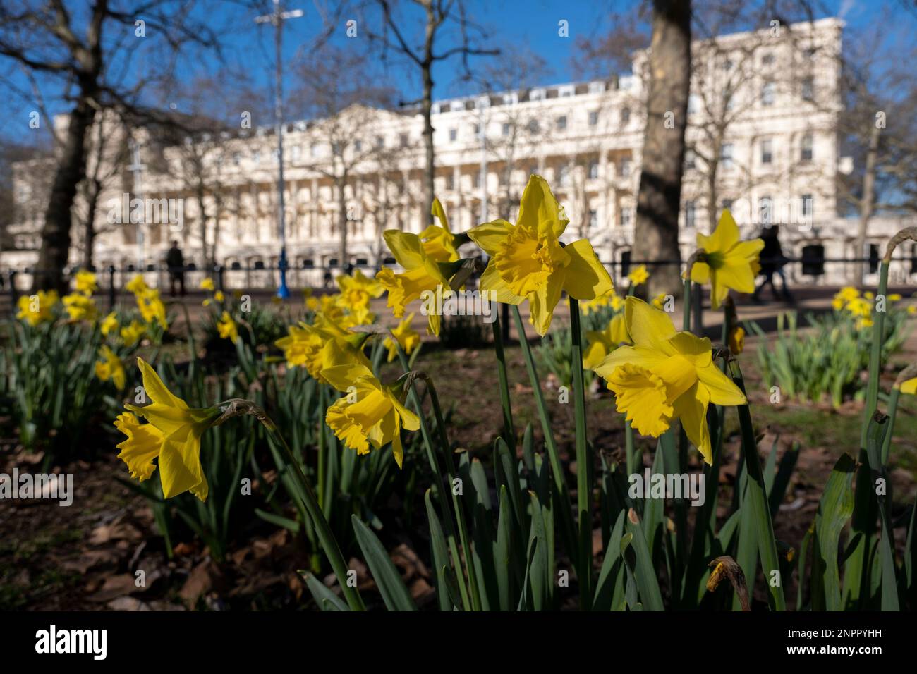 Spring daffodils in St Jamess Park on 6th February 2023 in London