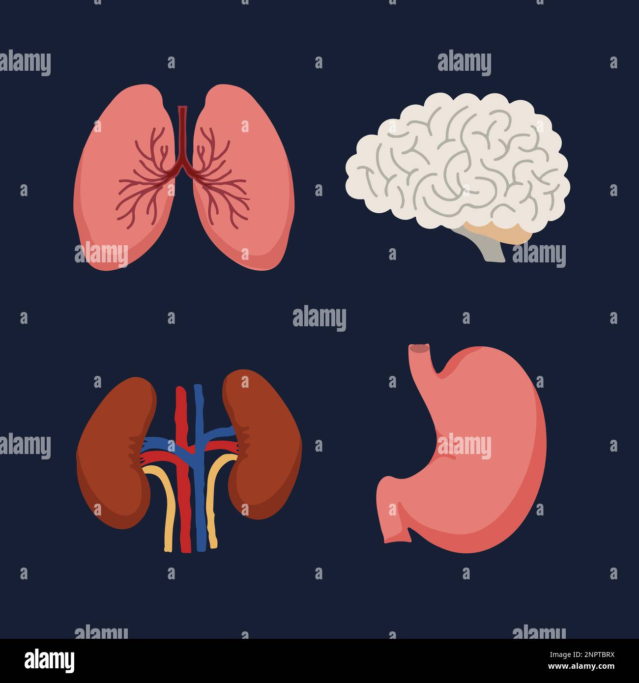 Human Internal organs, cartoon anatomy body parts brain and lungs, stomach  and kidneys, vector illustration Stock Vector Image & Art - Alamy