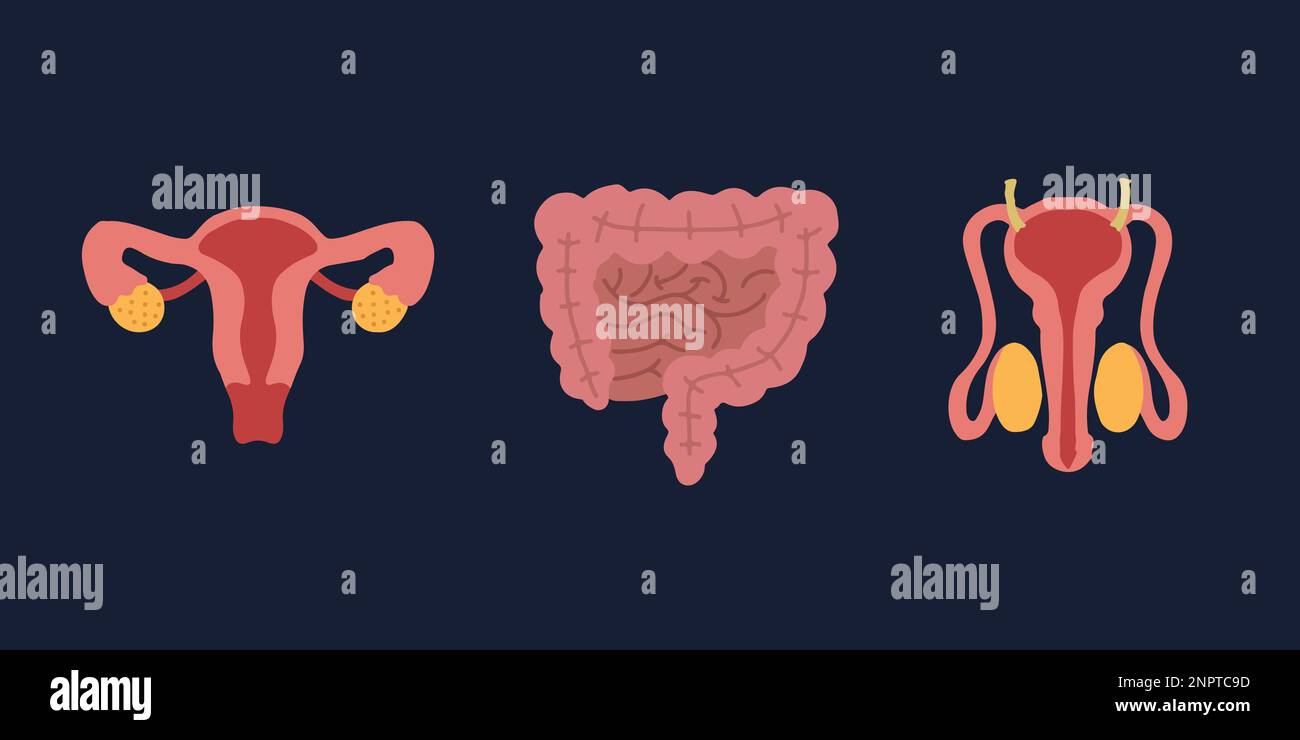 Human Internal organs, cartoon anatomy body parts, intestinal system, male and female reproductive system, vector illustration. Stock Vector