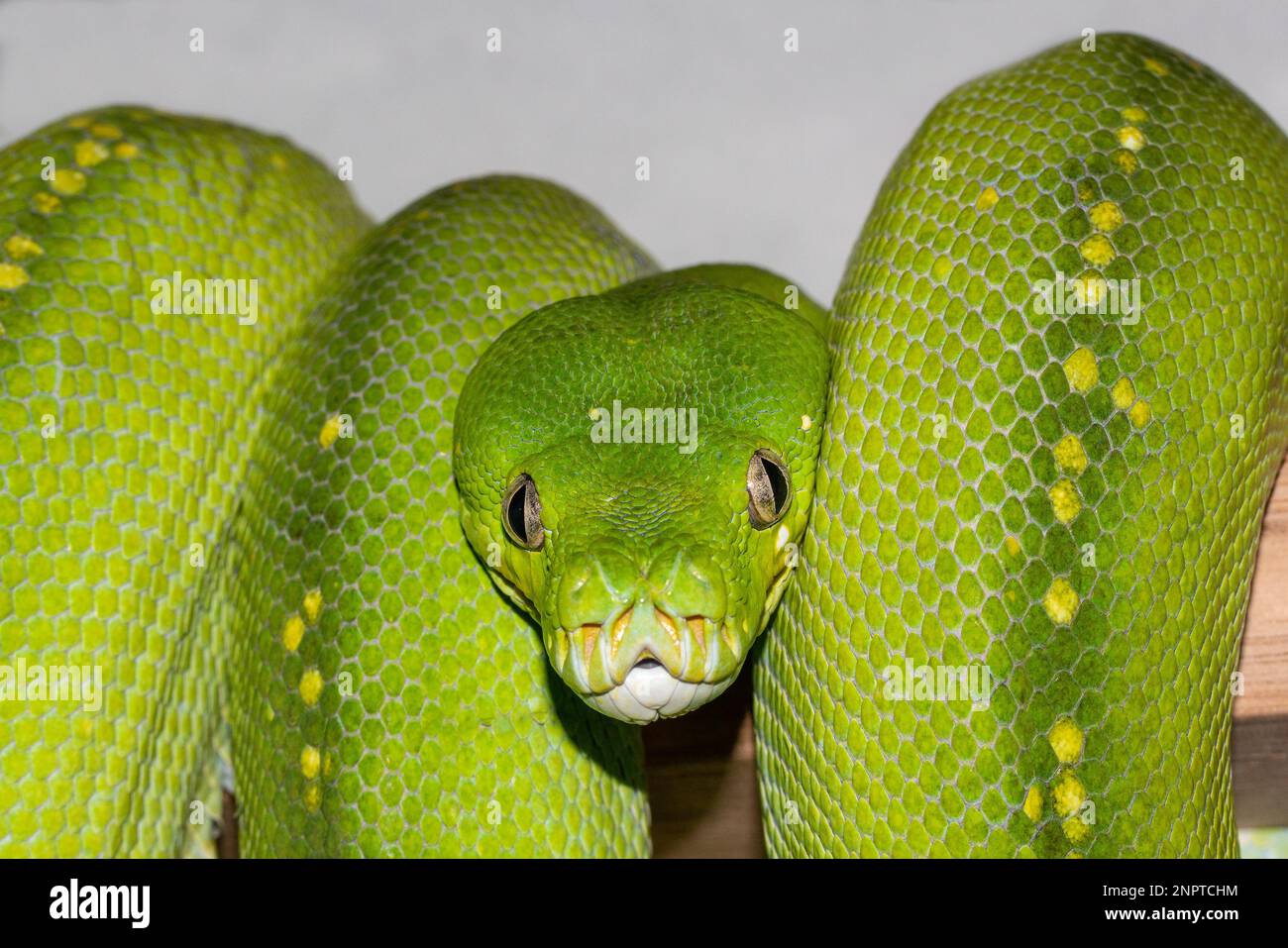 Australian green snake hi-res stock photography and images - Alamy