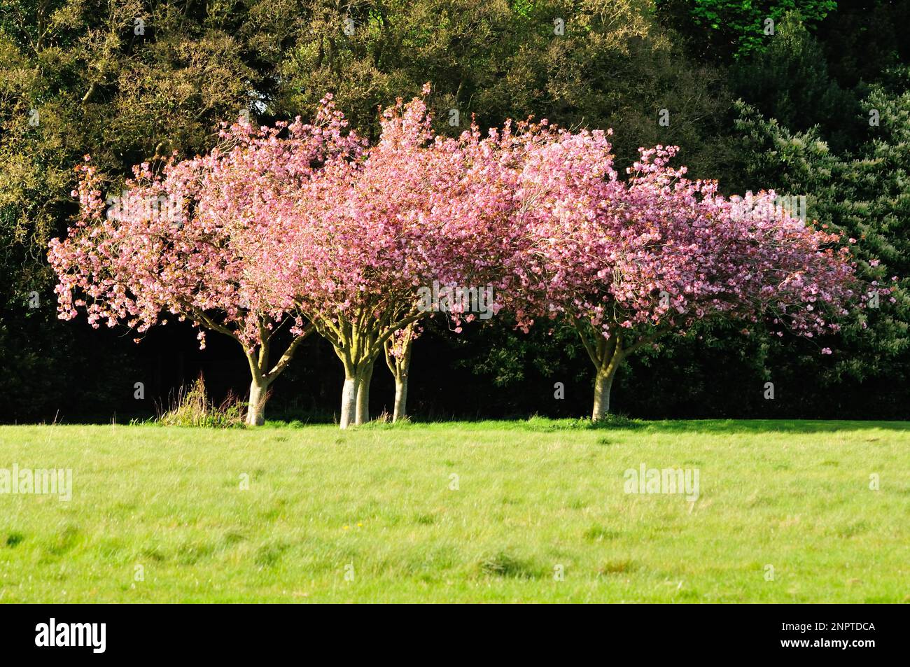 Cherry trees (Prunus avium) in blossom Stock Photo