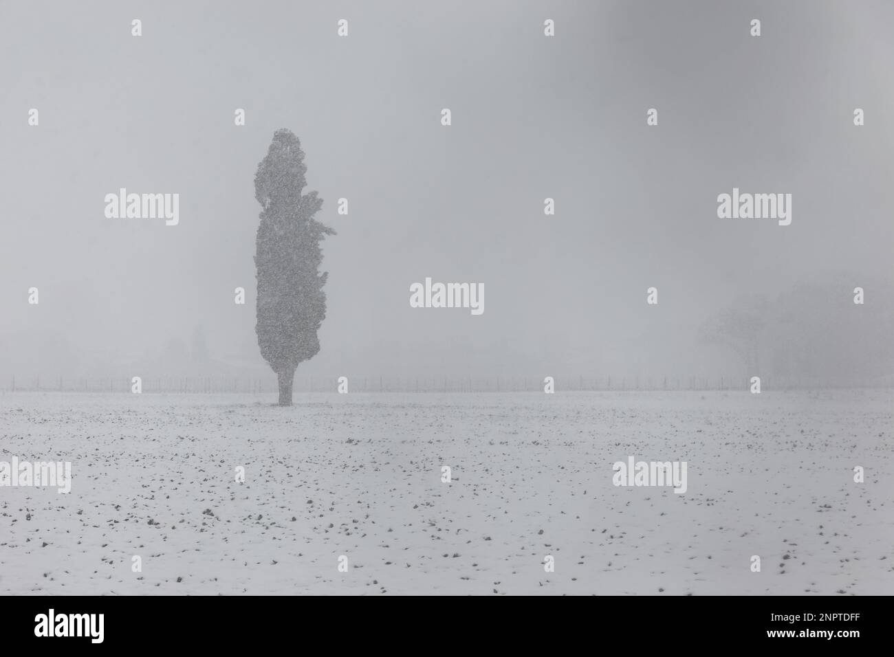 Solitary tree in the middle of snow Stock Photo - Alamy
