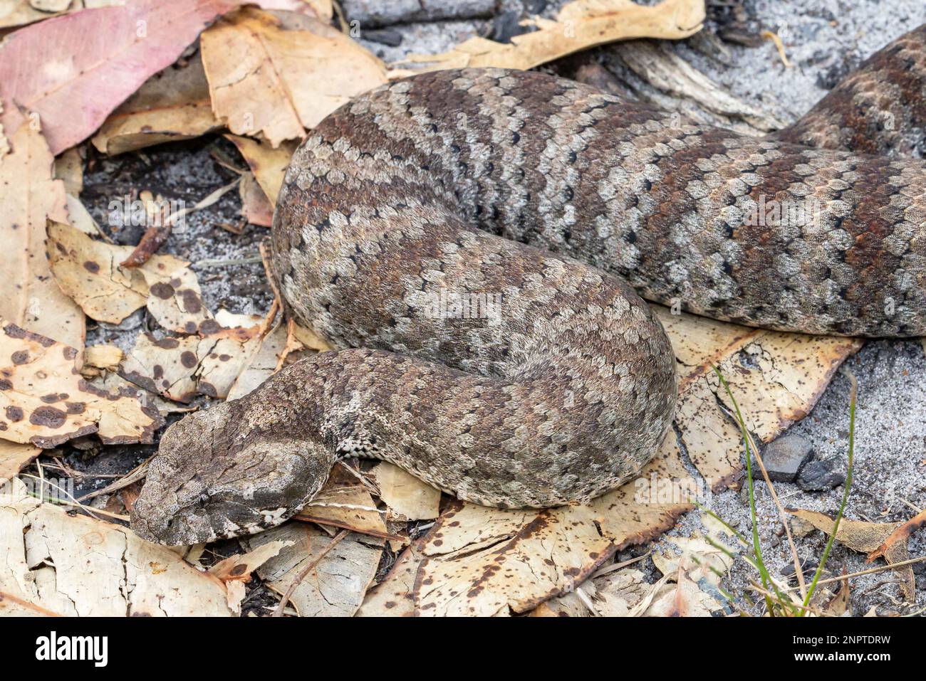 Highly venomous Australian Common Death Adder Stock Photo - Alamy