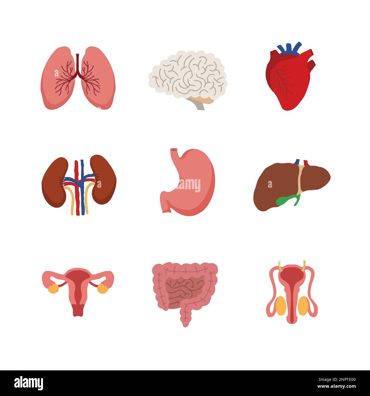 Internal organs. Human body anatomy organ icons, cartoon lungs and heart, urinary system and liver, reproductive function and brain, illustration Stock Vector