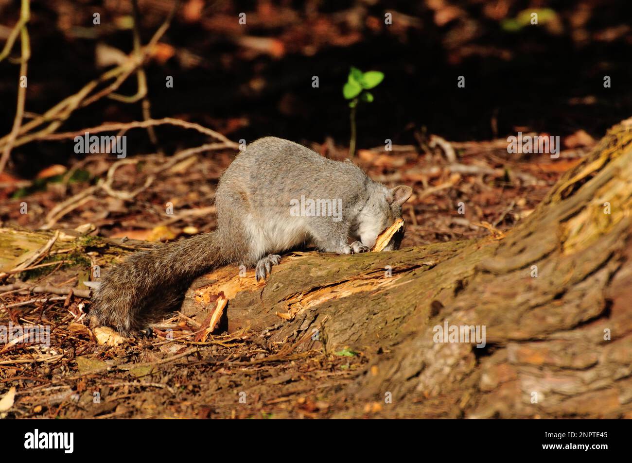 Grey Squirrel feeding on tree bark Stock Photo