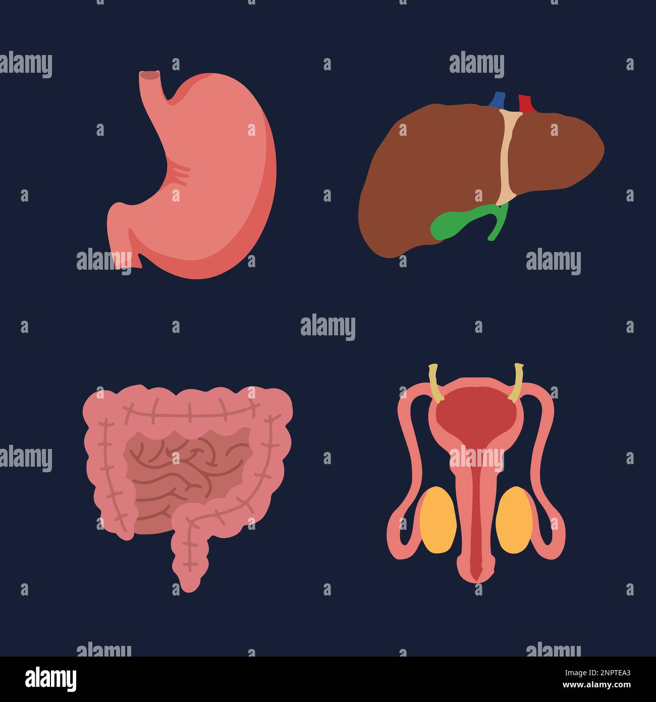 Human Internal organs, cartoon anatomy body parts, stomach with intestinal system, liver with gall bladder and male reproductive system, vector illust Stock Vector