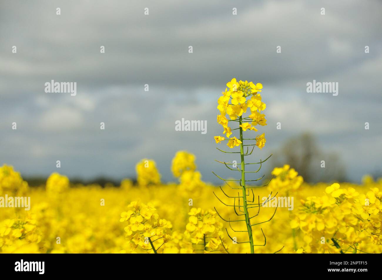 Rapeseed field with a single plant close up Stock Photo