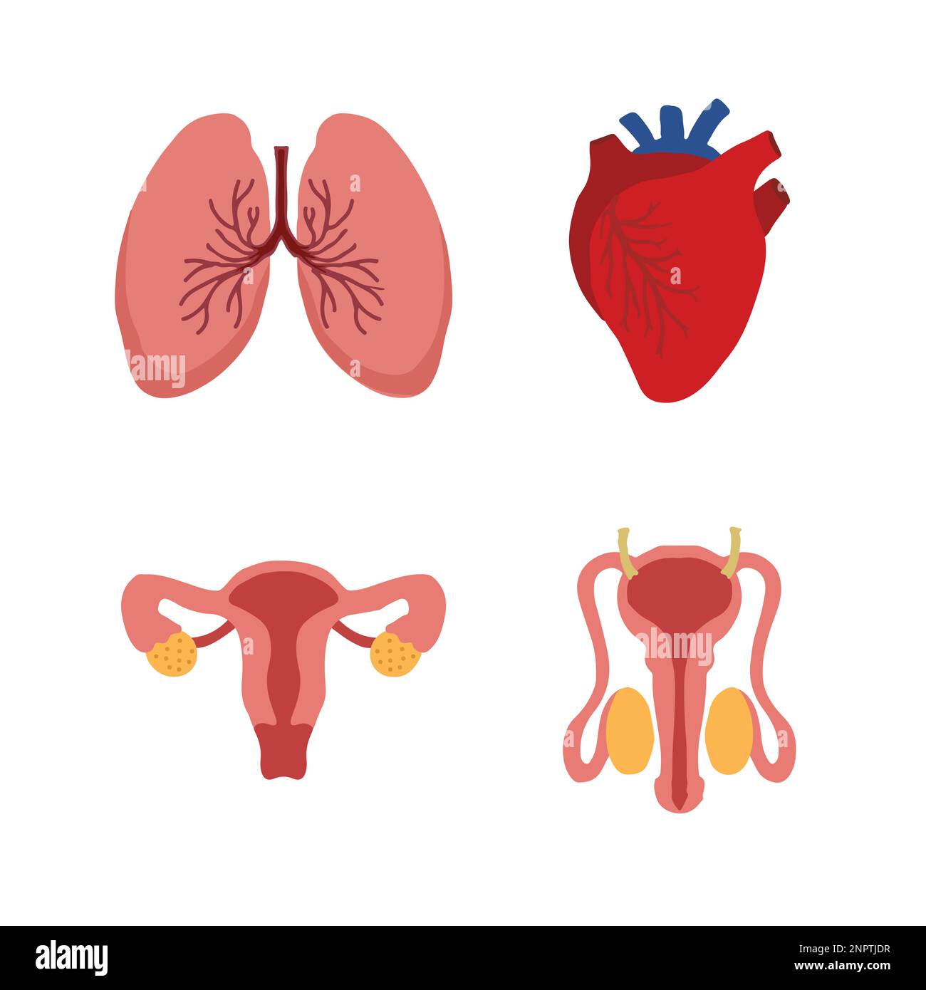 Human Internal organs, cartoon anatomy body parts, heart and lungs, male and female reproductive system, vector illustration. Stock Vector