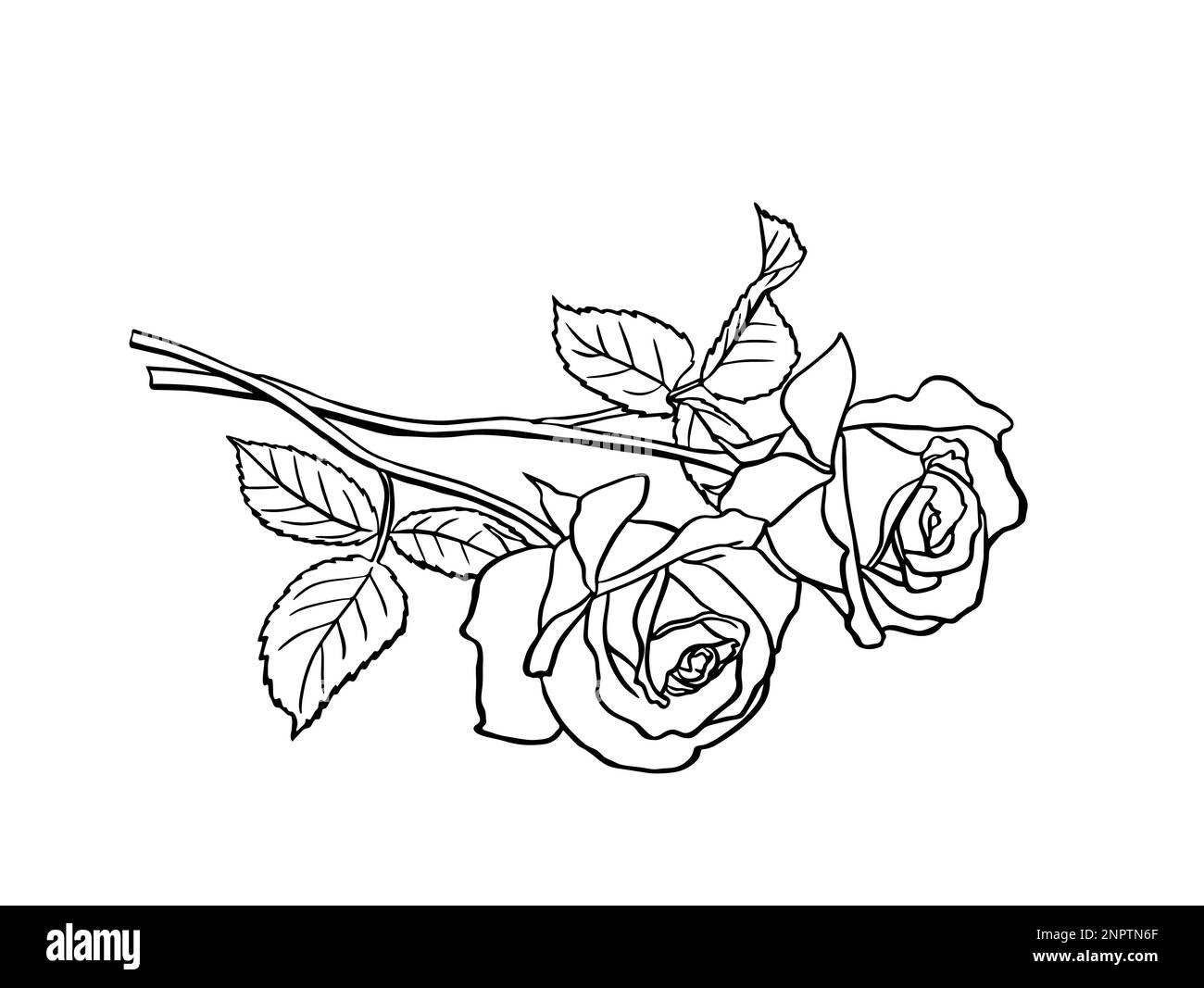 Update 157+ rose sketch vector latest
