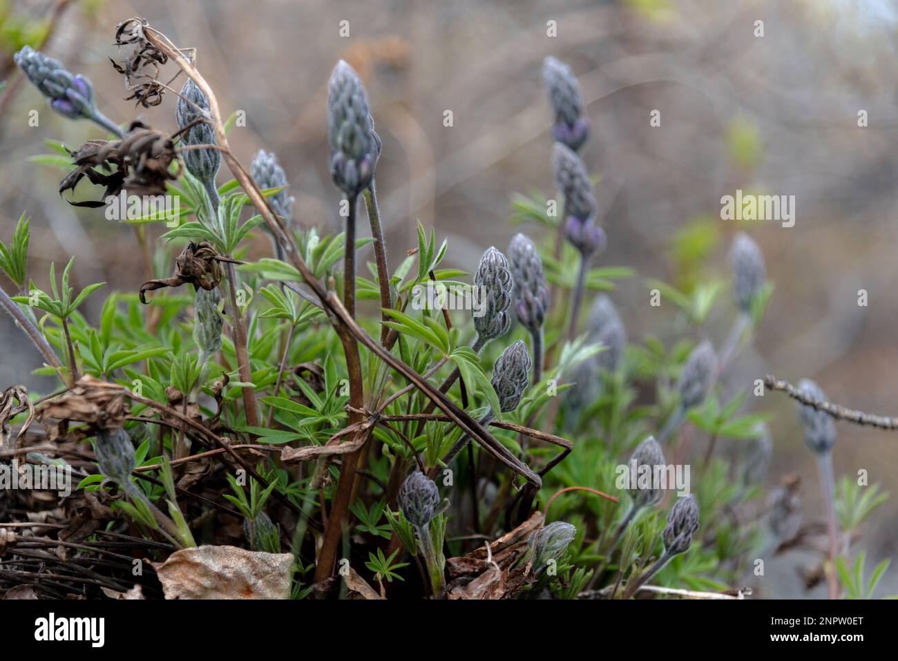 Grey, slatecolored flowers seen in spring time bloom from boreal