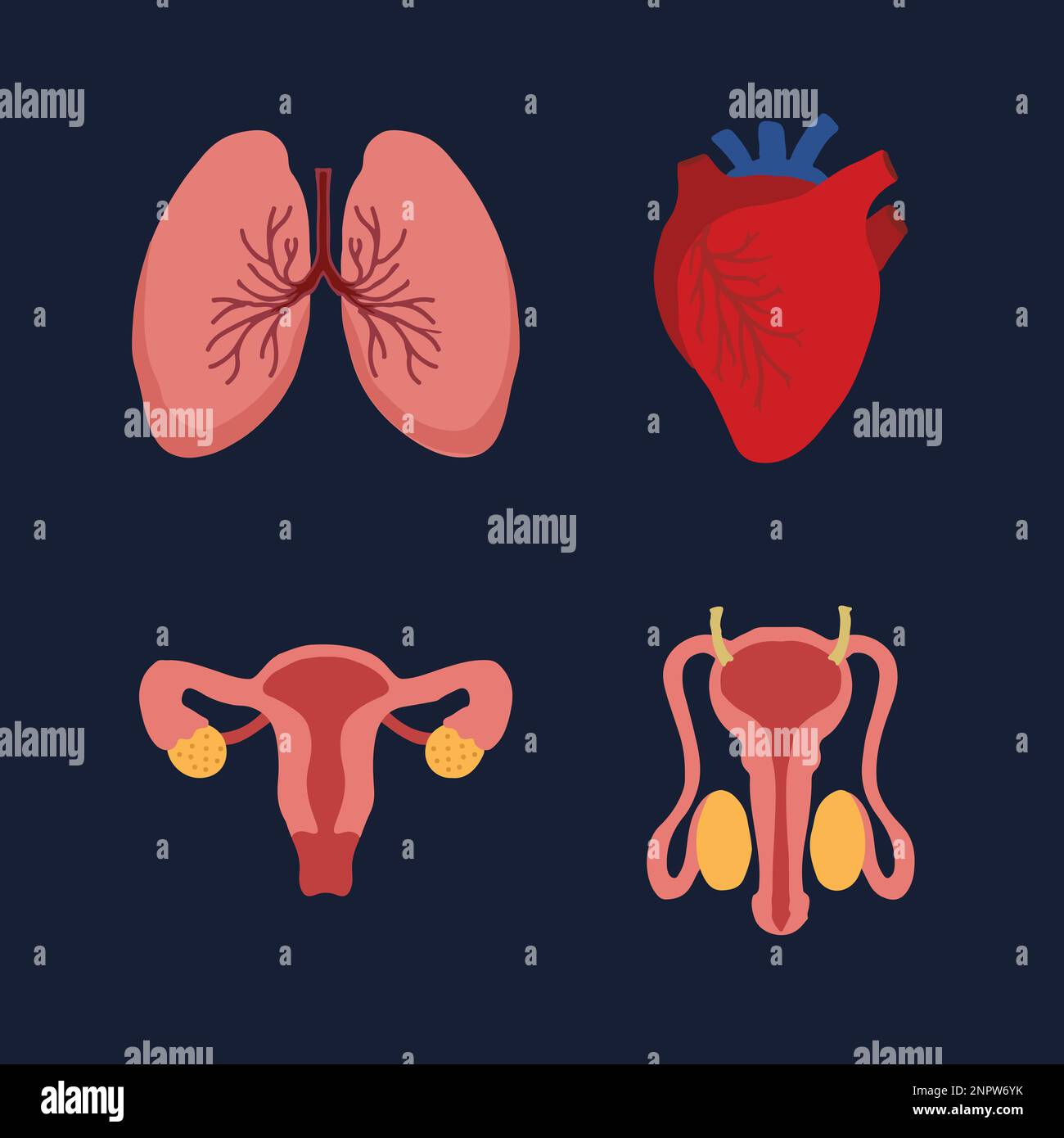 Human Internal organs, cartoon anatomy body parts, heart and lungs, male and female reproductive system, vector illustration. Stock Vector