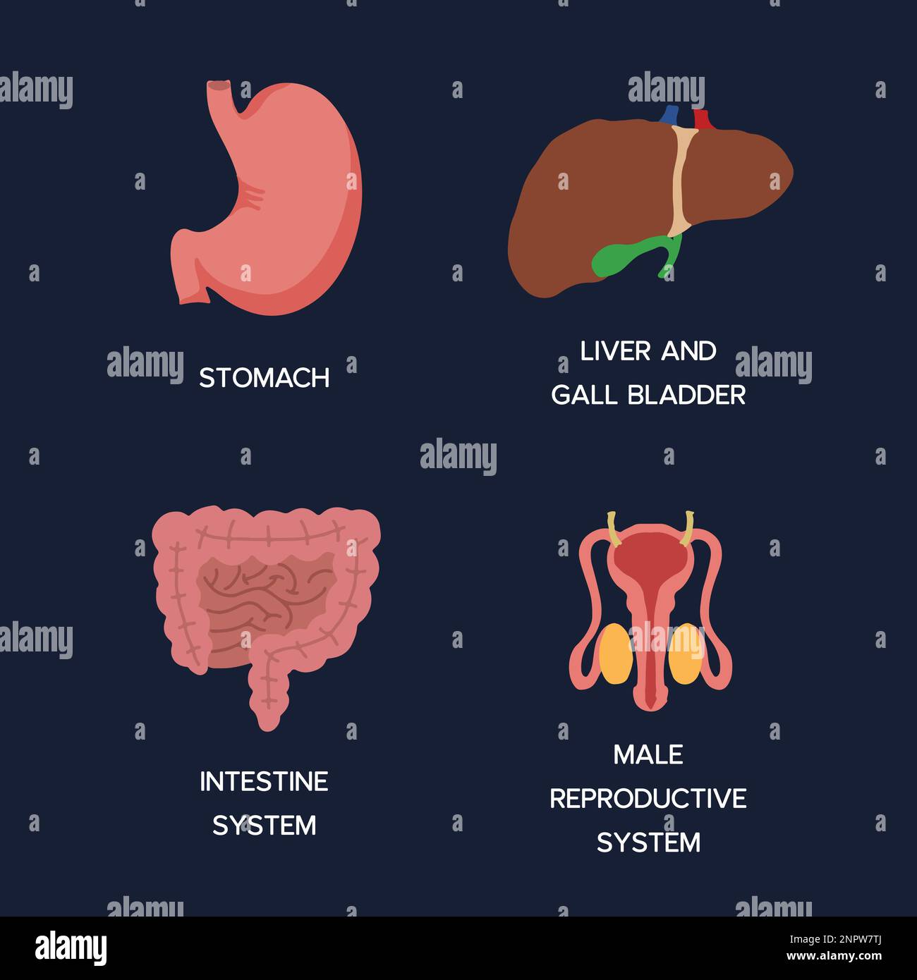 Human Internal organs, cartoon anatomy body parts, stomach with intestinal system, liver with gall bladder and male reproductive system, vector illust Stock Vector