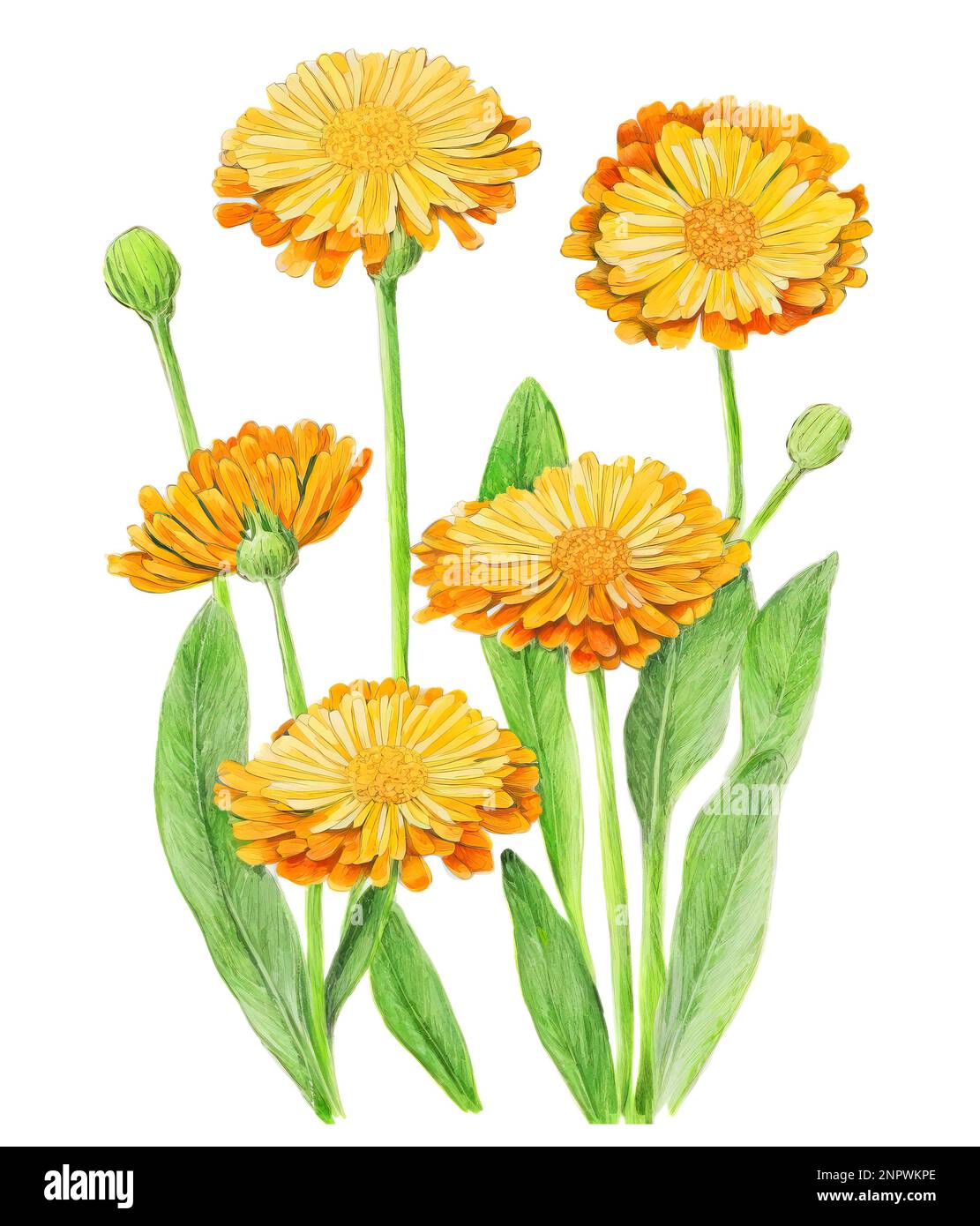 Calendula officinalis, cosmetics or natural remedies plant, generative AI watercolor illustration Stock Photo