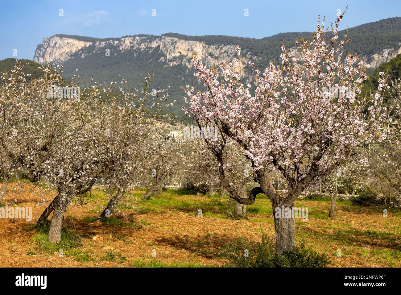Blossoming almond trees near the village Bunyola in Majorca, Mallorca, Balearic Islands, Spain, Europe Stock Photo