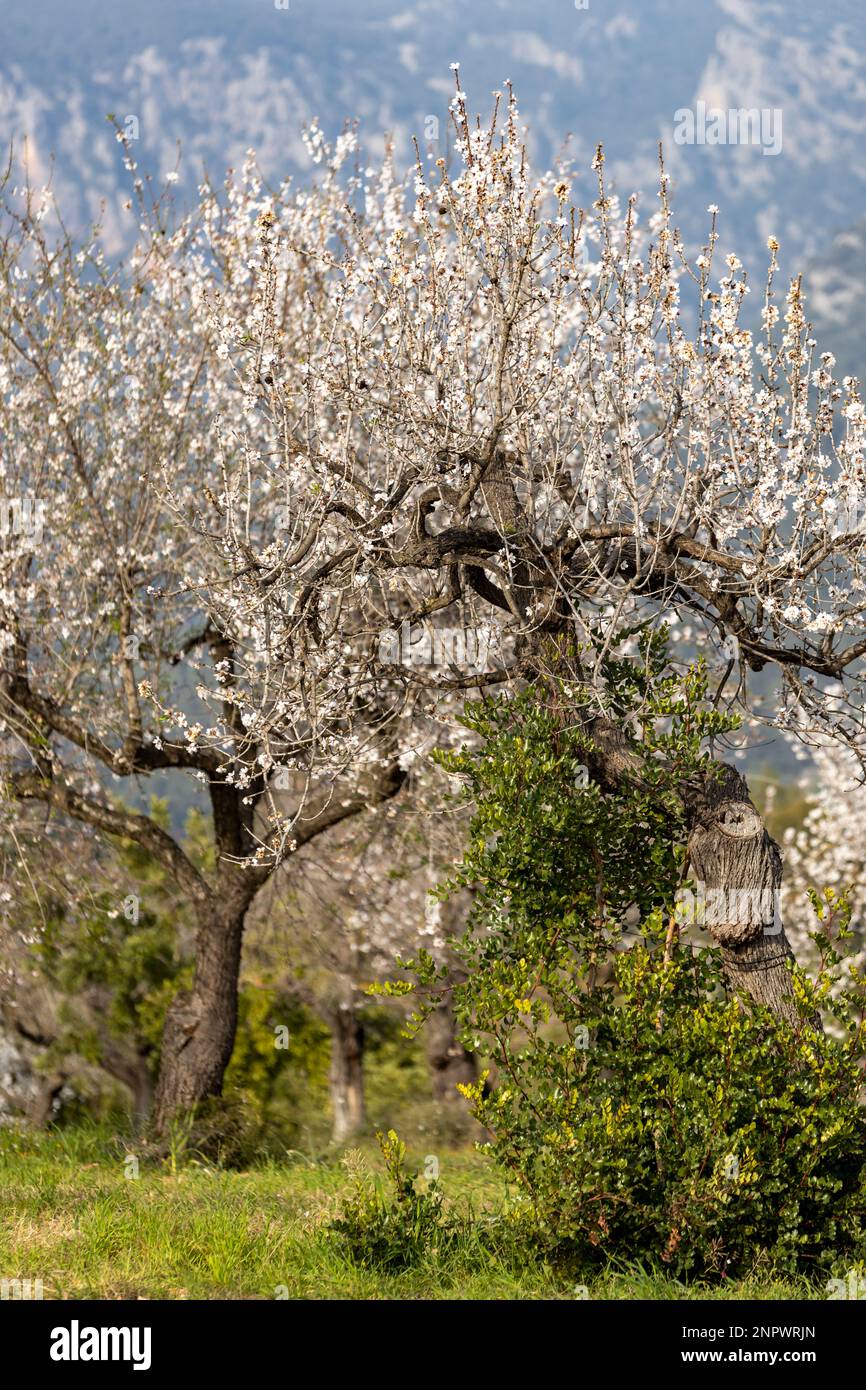 Blossoming almond trees in Serra de Tramuntana mountain region in Majorca, Mallorca, Balearic Islands, Spain, Europe Stock Photo