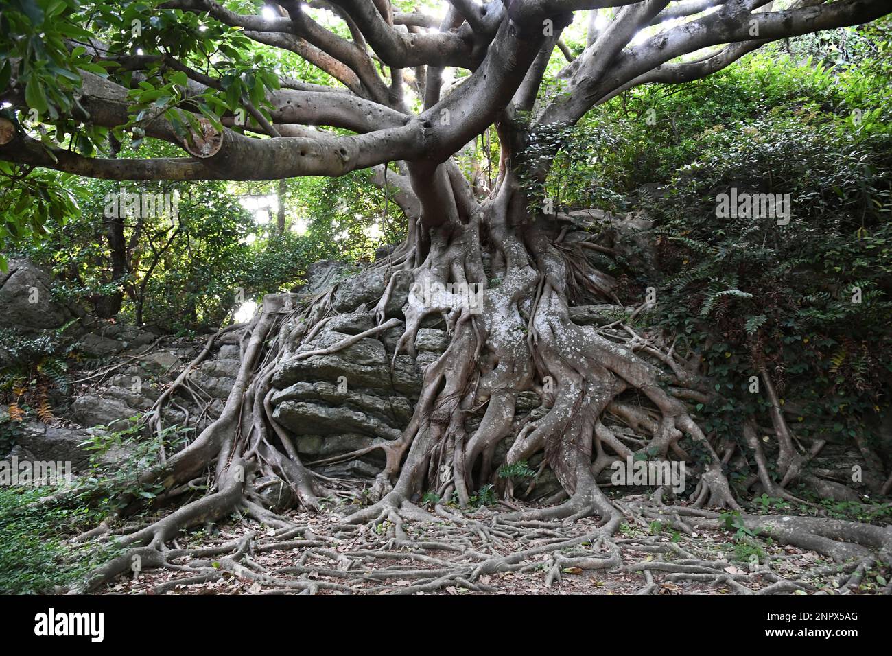 A picture taken on June 7, 2020 shows trees of Akou, Ficus wightiana ...