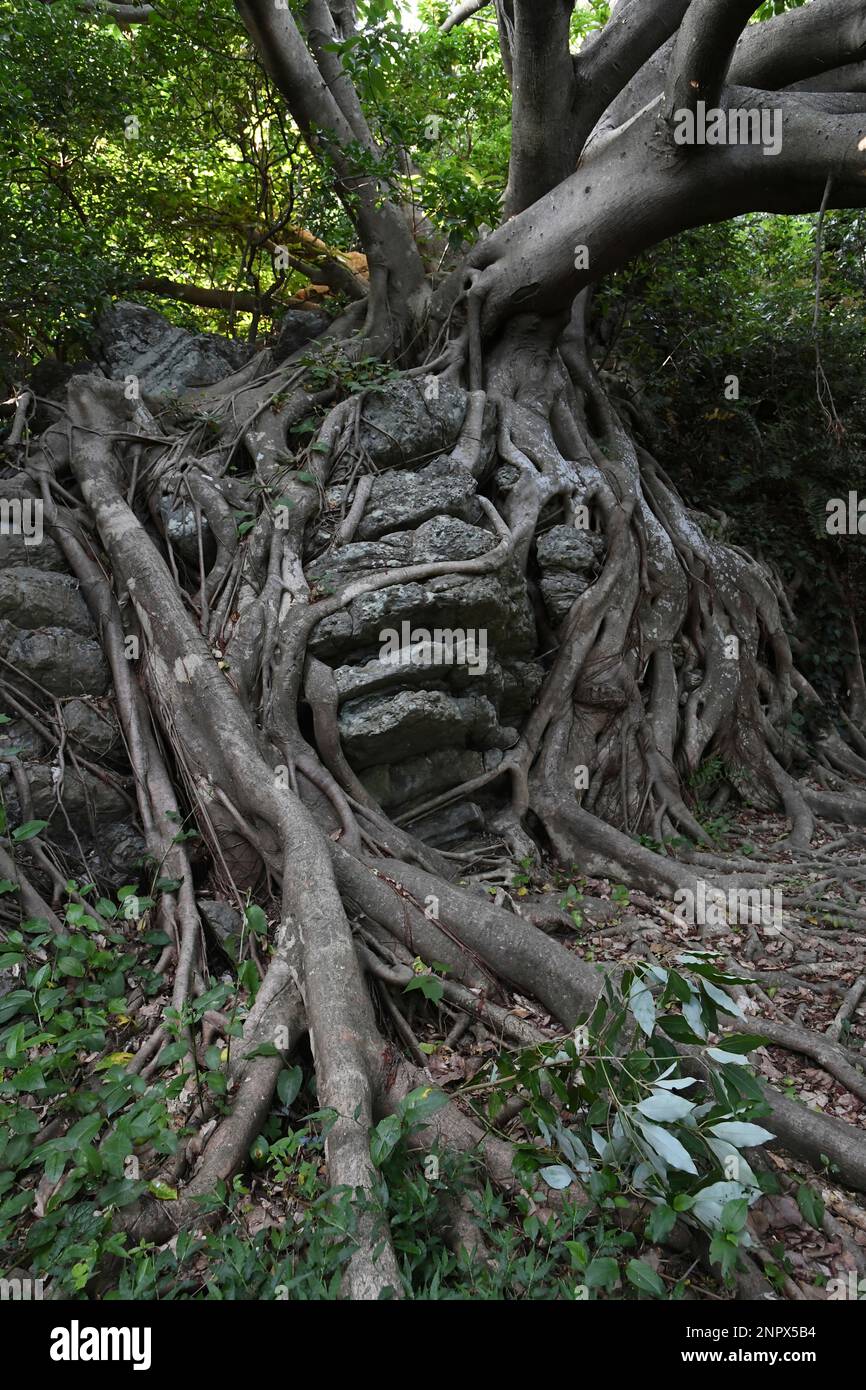 A picture taken on June 7, 2020 shows trees of Akou, Ficus wightiana ...