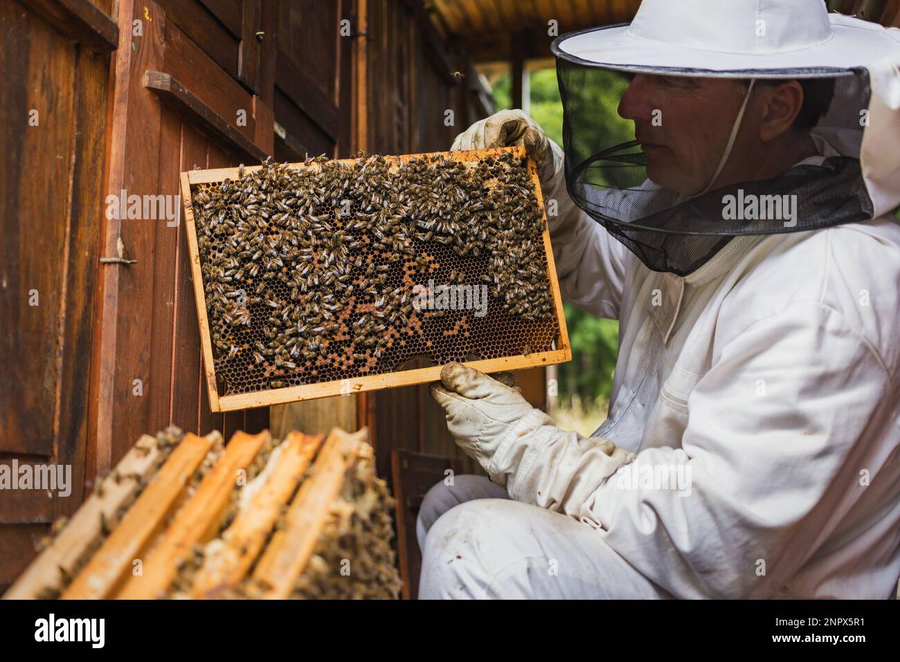 Male beekeeper doing an inspection, opening the beehive, checking brood ...