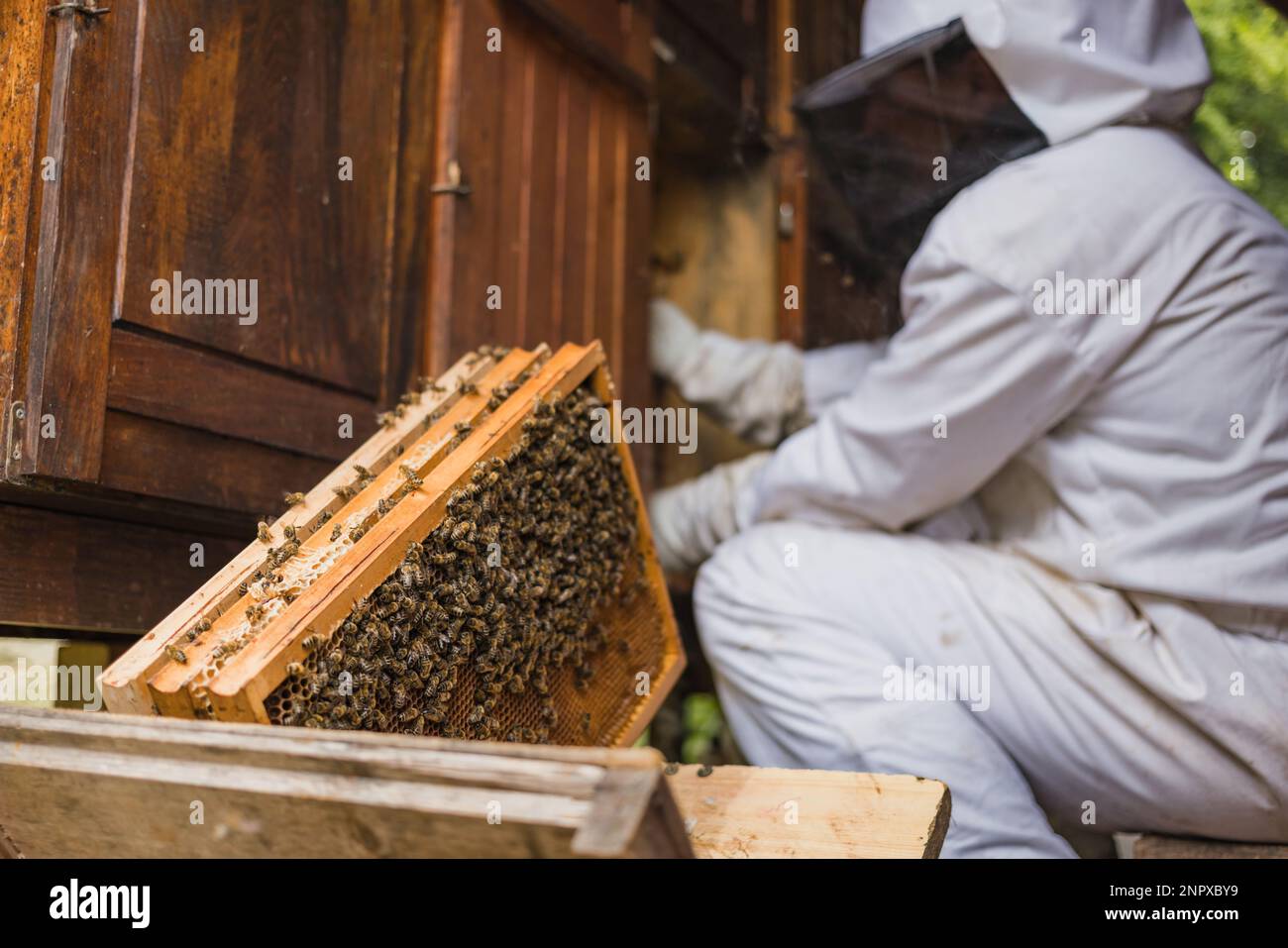 Cluster of worker honeybees laying the honeydew in a on a