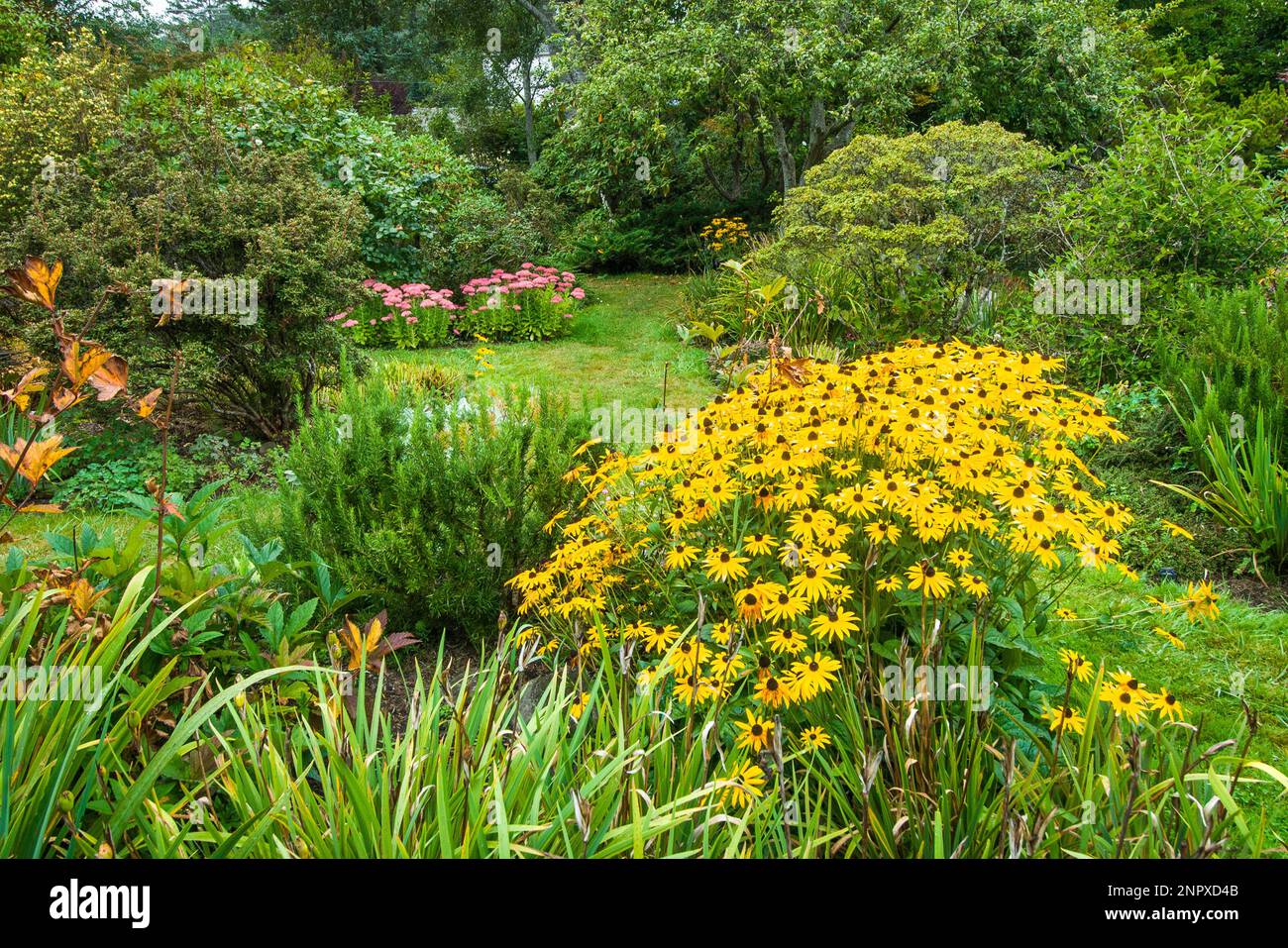 Blossoms in summer, Connie Hansen Garden, Lincoln City, Oregon Stock
