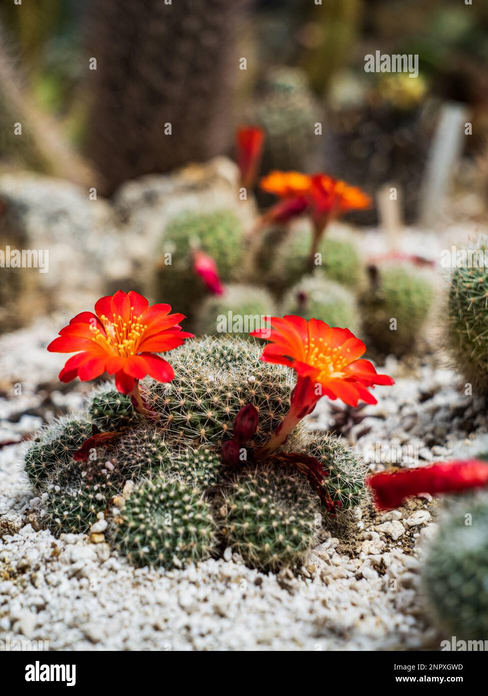 Red flowering rebutia cactus on rocky ground natural blurry background Stock Photo
