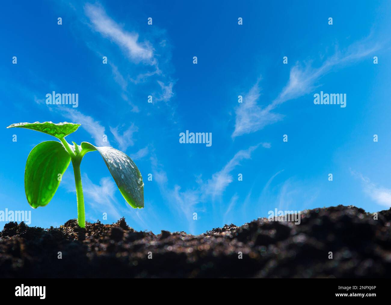 Seedlings grow from soil on blue sky background, ecology concept Stock ...
