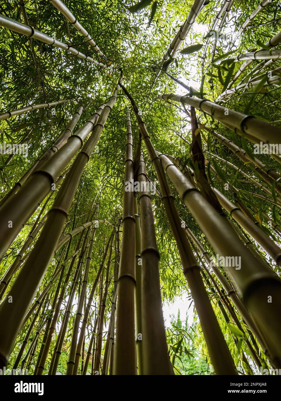 Looking up through green jungle hi-res stock photography and