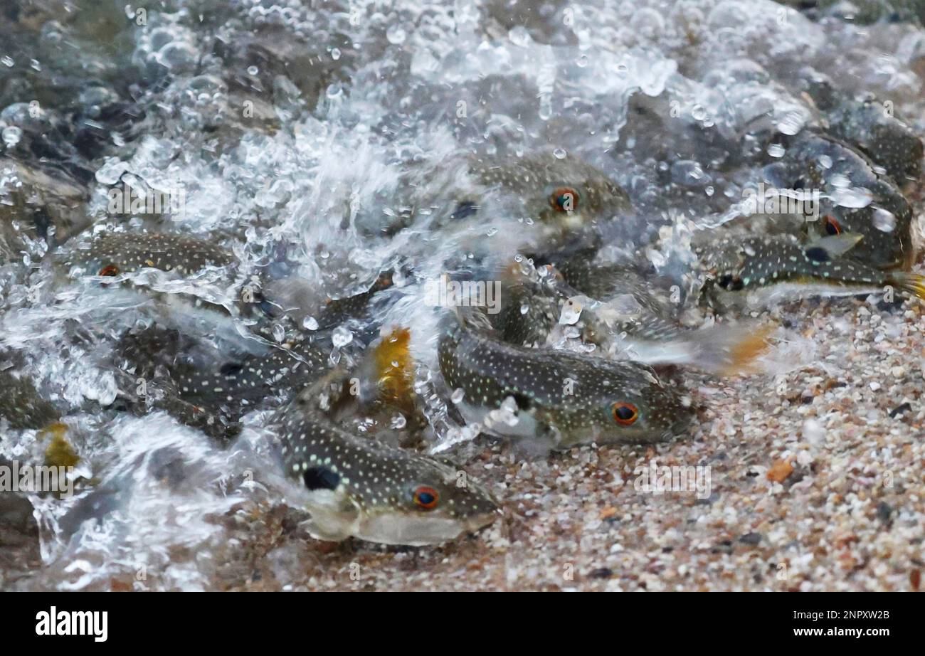The grass puffers lay eggs on the beach in Kobe City, Hyogo Prefecture