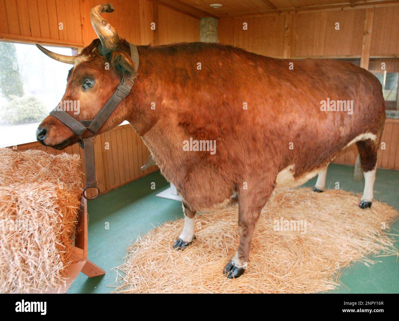 In this Feb. 7, 2002, photo, Old Ben is on display in a closed pavilion