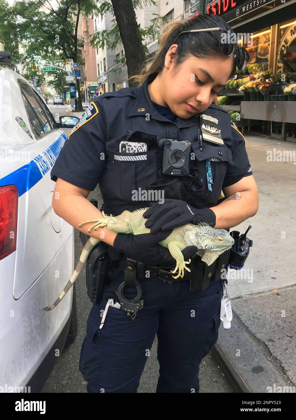 Photo by zz/STRF/STAR MAX/IPx 2020 6/12/20 NYPD police officers rescue an iguana at the corner