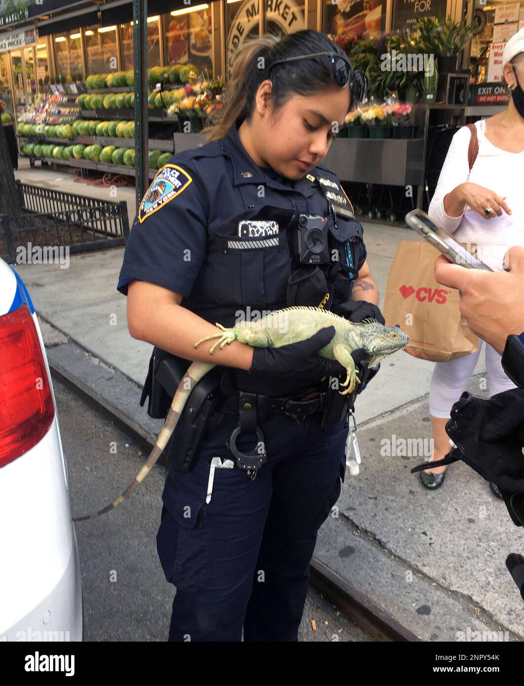 Photo by zz/STRF/STAR MAX/IPx 2020 6/12/20 NYPD police officers rescue an iguana at the corner