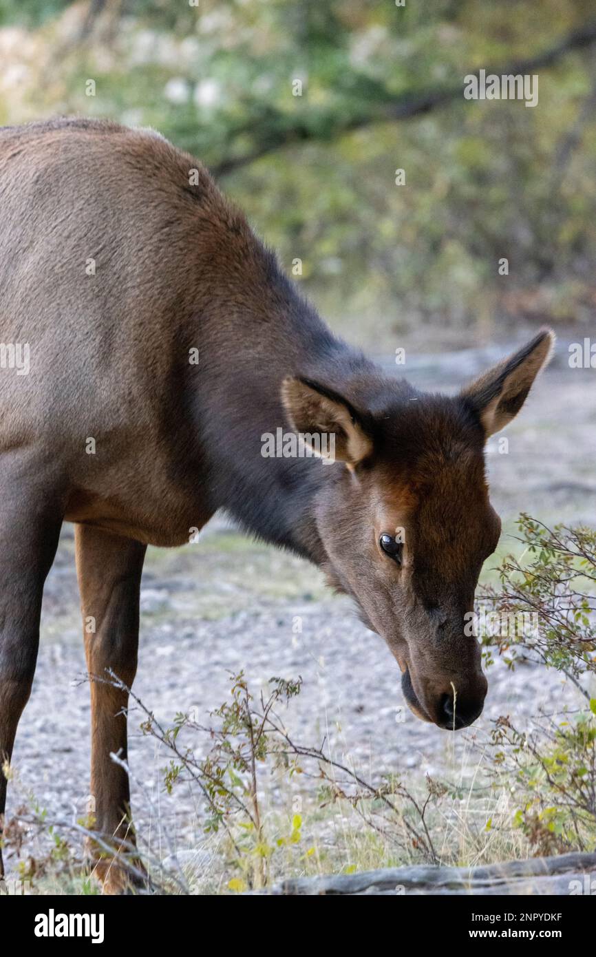 female-elk-looking-up-from-grazing-stock-photo-alamy