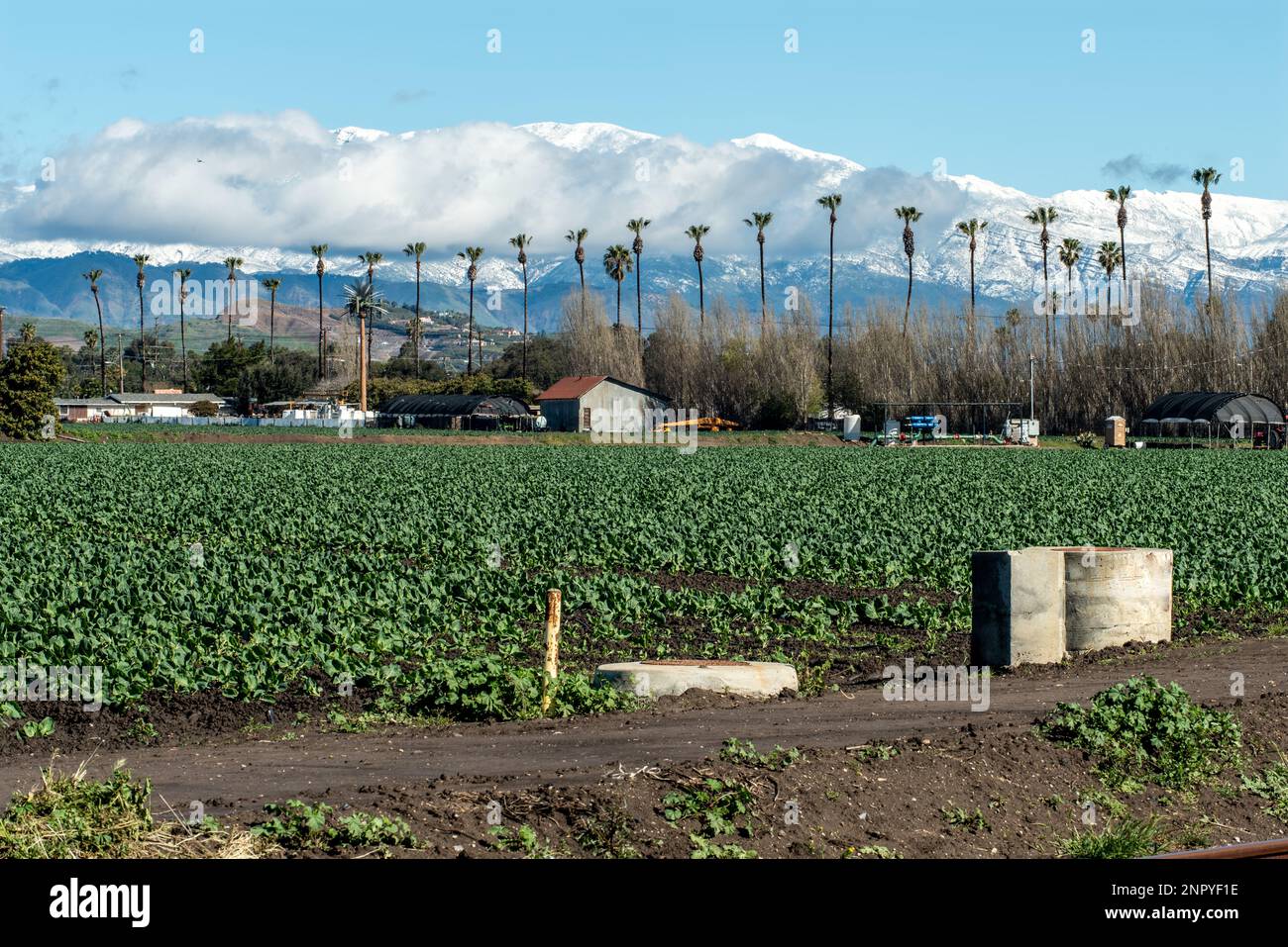 Symetric rows of kale planted in agriculture fields with snow covered moutains in distant hills
