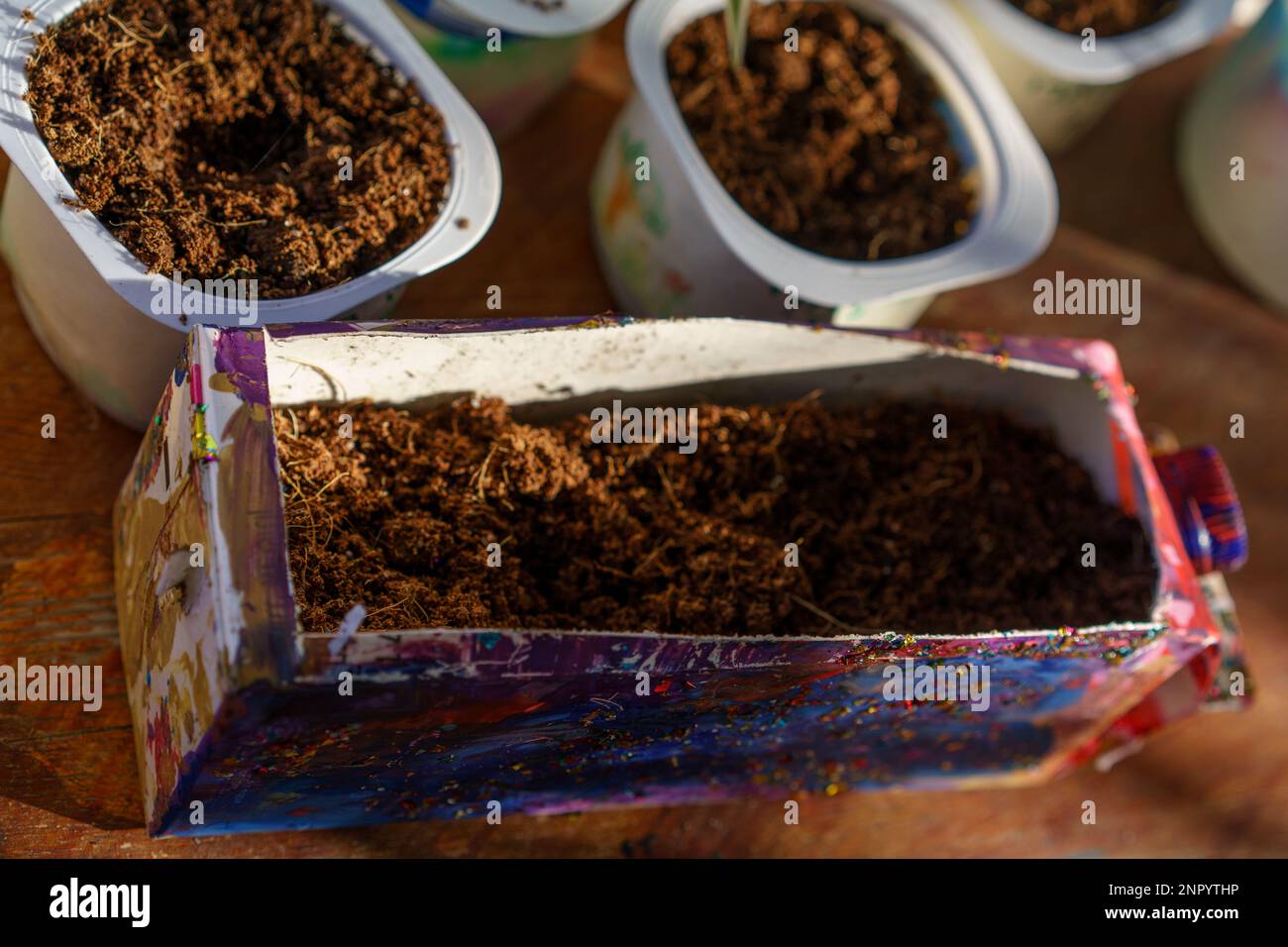 Yogurt Tubs And Milk Carton Box Reused As Seedling Starter Pots Stock