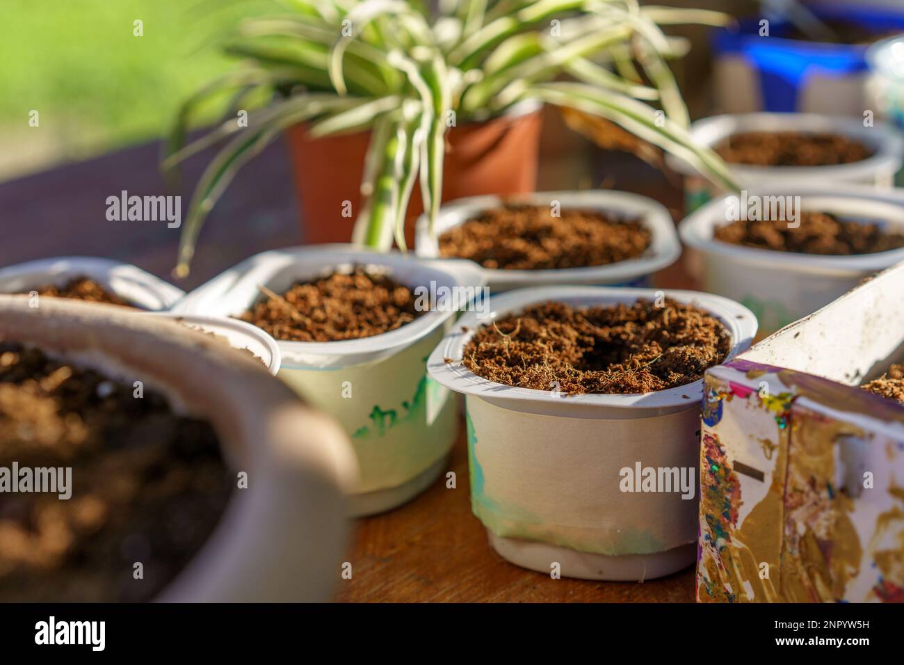 Sustainable Yogurt Tubs Recycled And Reused As Seedling Starter Pots Stock Photo Alamy