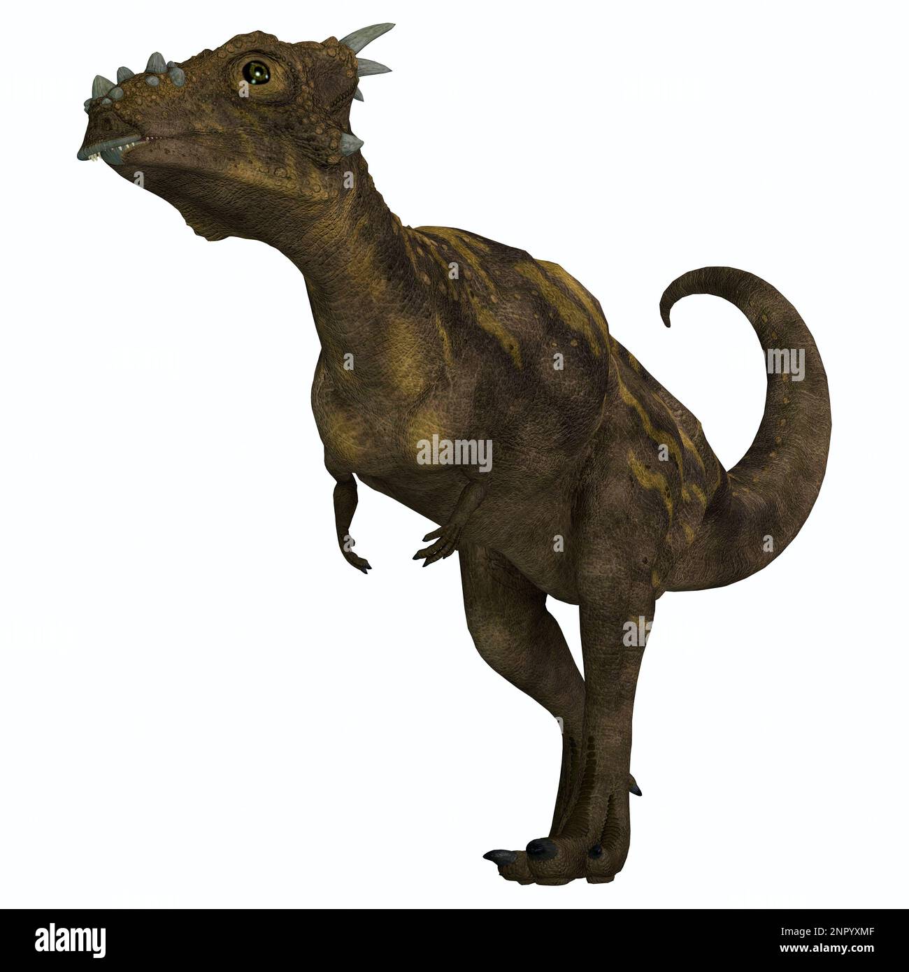 Dracorex was a herbivorous Pachycephalosaurus dinosaur that lived in the Cretaceous Period of North America. Stock Photo
